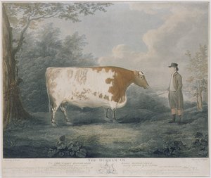 डरहम ऑक्स, जे। वेसल द्वारा उत्कीर्ण, 1802 (रंग उत्कीर्णन)